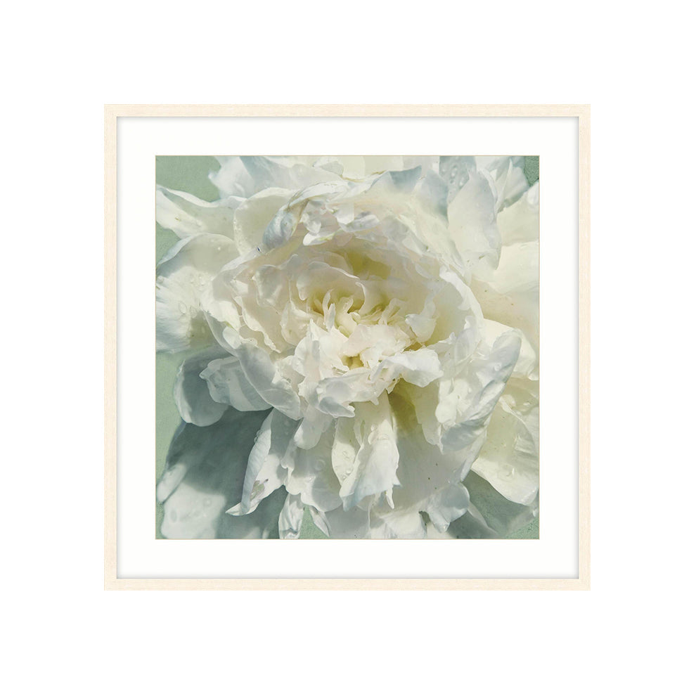 LALIQUE FRAMED PRINT